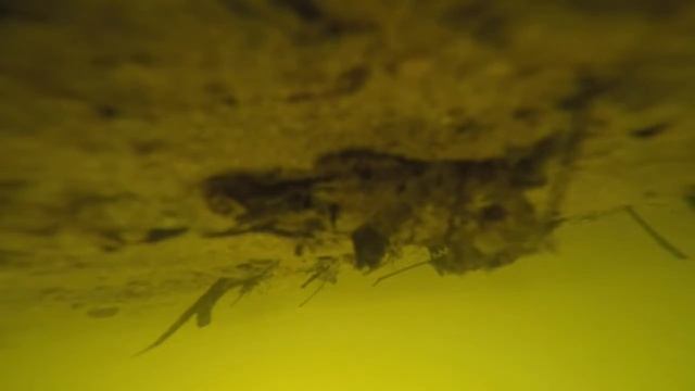 GoPro утонула в реке смотреть онлайн