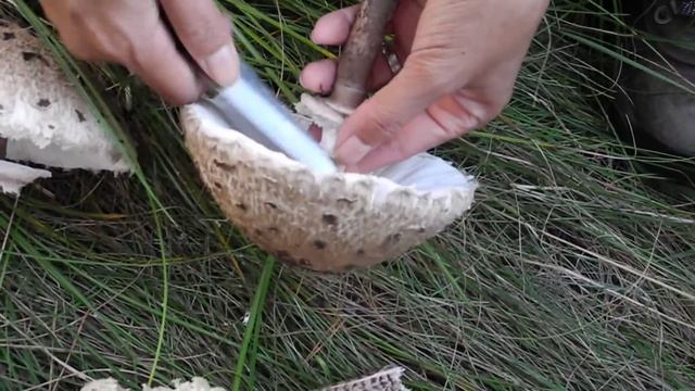 The parasol mushroom - Macrolepiota procera смотреть онлайн