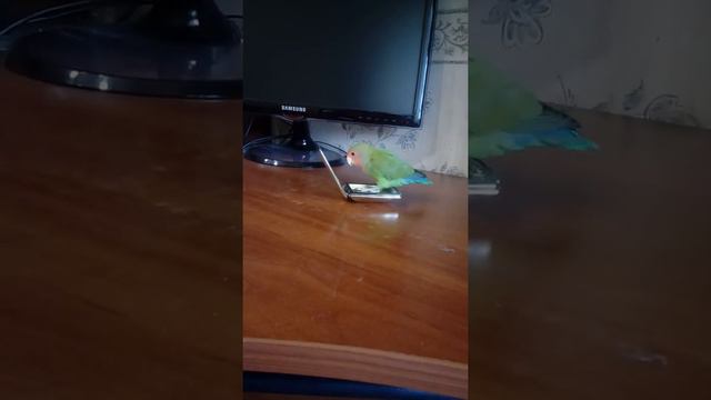 Неразлучник смотреть онлайн