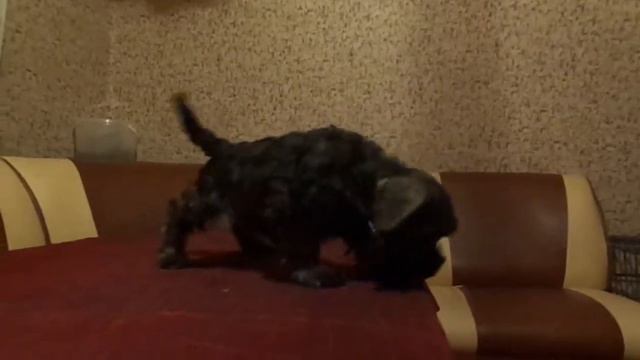 цвергшнауцер смотреть онлайн