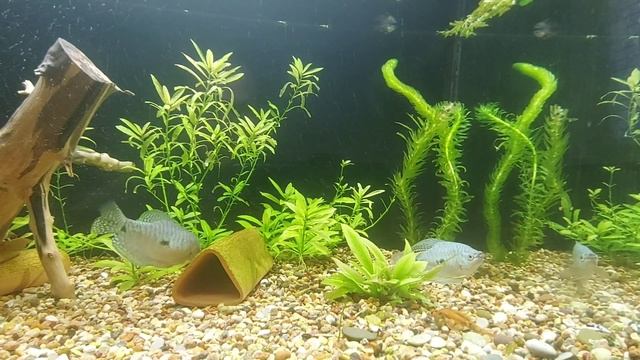 Элодея. Теория и практика о соке этого растения. смотреть онлайн