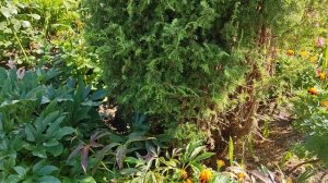 ?Утренняя прогулка по моему саду? ?