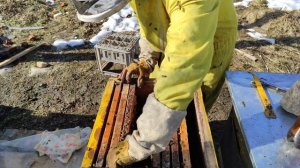 Пчеловодство. Проверочная подкормка пыльцой для наращивания расплода. Осмотр семей на наличия мёда.