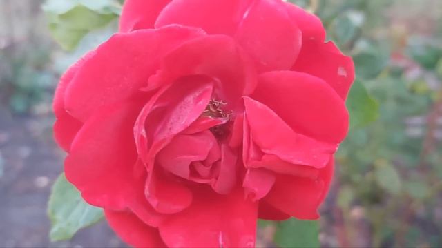 Последней каплей терпения невестки стал очередной визит свекрови с требованиями обслужить ее запрос смотреть онлайн