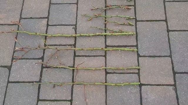 Обрезка розы Августа Луиза. Первый день весны 21.03.2023. смотреть онлайн