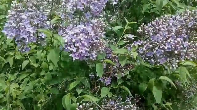 Народный праздник «Берёзосок» Приметы и традиции на 11 мая смотреть онлайн