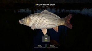 Ловим карпа на бойлы и дипы. Тест оснасток волосяной против петлевой. Медвежка. Русская рыбалка 4.