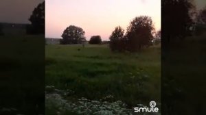 Стоит берёза у опушки