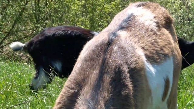 Сколько стоит Коза ? смотреть онлайн