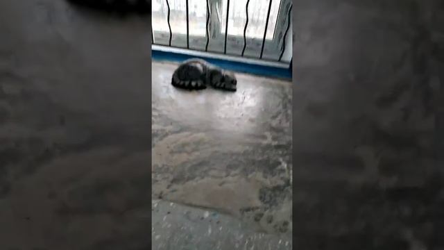 Подъезд помыли хлоркой смотреть онлайн