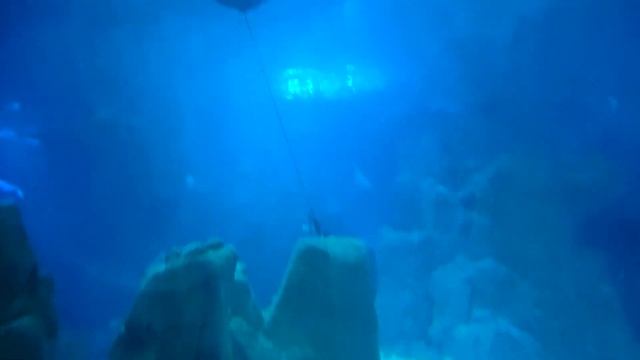 Стамбул океанариум Флория, акулы. смотреть онлайн