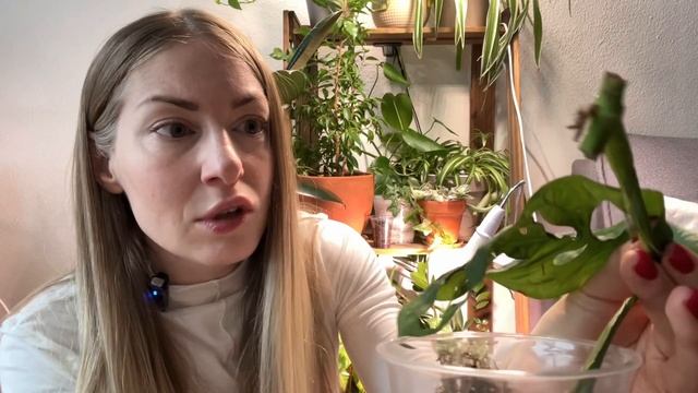 Обзор моей коллекции домашних растений. Какие растения хорошо адаптируются к темноте и холоду? смотреть онлайн