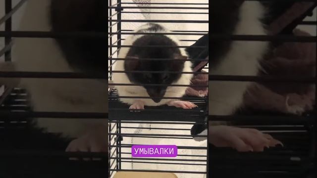 УМЫВАЛКИ крысы дамбо смотреть онлайн