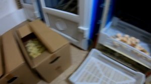 ?Бройлер Росс - 308 Турция и Венгрия. Вывод цыплят. Итоги инкубации