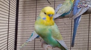 ? Как научить попугая говорить