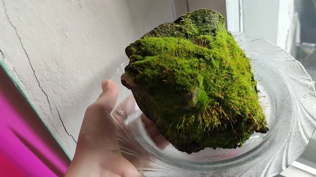 ?Обзор растений в Марте: Фикус Лирата, мох в тарелке?, орхидея, хойя! смотреть онлайн