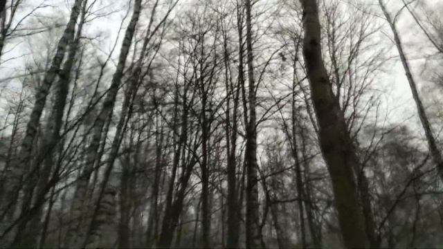 Охота на куницу с лайкой . Каждый выход на охоту по своему интересен и незабываем !. смотреть онлайн