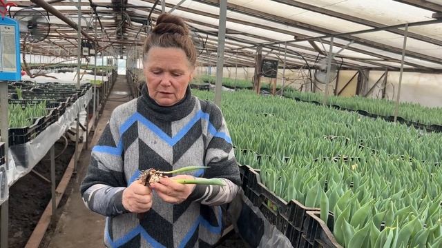 Некроз бутона тюльпана смотреть онлайн