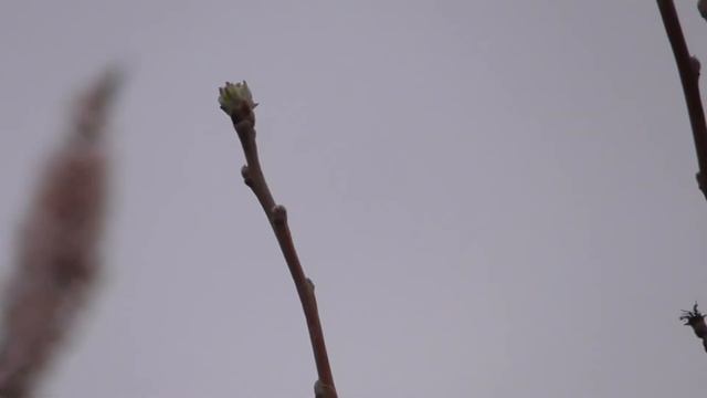 Видеокамера панасоник v230. тест видео. смотреть онлайн