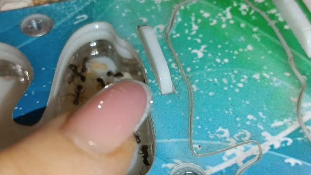 Месяц назад мы открыли в формикарии новую секцию.??? Давайте посмотри, как муравьи ее освоили! ? смотреть онлайн