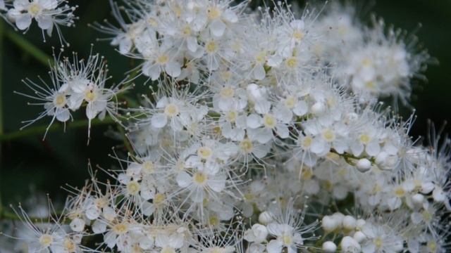 Sorbaria tomentosa var. angustifolia (Kashmir False Spiraea) смотреть онлайн