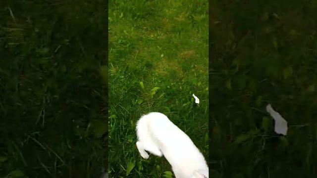 White laika vs dog toy. H.w. смотреть онлайн