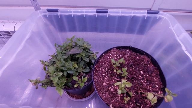 стеллаж и фитолампы для растений из леруа смотреть онлайн