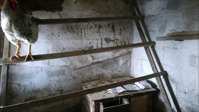 Яйценоскость кур ЗИМОЙ//Жизнь в деревне!! смотреть онлайн