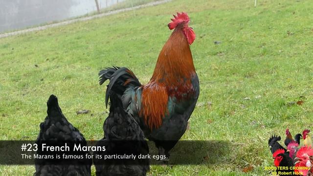 Roosters Crowing Compilation 40 Breeds - Krähruf Der Hähne, Von 40 Verschiedenen Rassen Im Vergleic