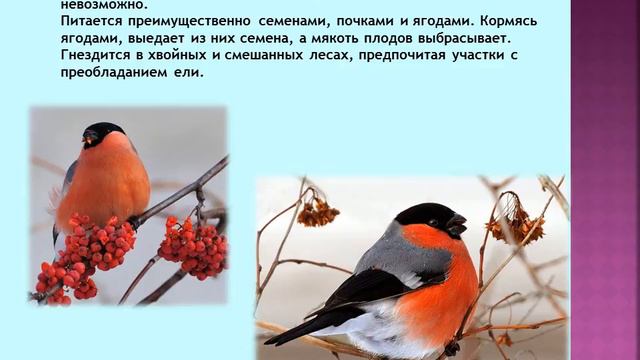 Зимующие птицы смотреть онлайн