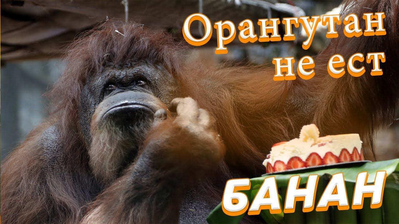 ОРАНГУТАН в зоопарке не ест БАНАН. А он не так прост как кажется.Video Trawl #001 смотреть онлайн