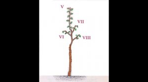 429_ОБрезка в деталях. Яблони и груши 2-й год