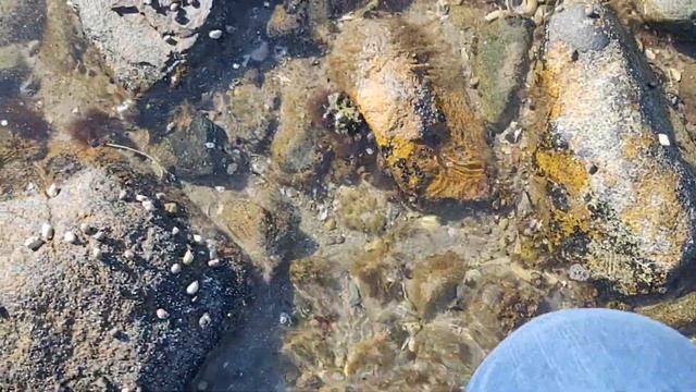 BIG Mega Moons | Finding Huge Moon Shells In The Shallows! | Virtual Shelling | Cold Water Shelling смотреть онлайн