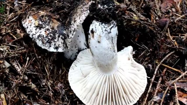 Pilzimpressionen, Oktober Teil 1 смотреть онлайн