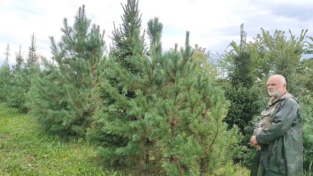 Кедр сибирский и кедр корейский. Одна неожиданная причина кедрового разнообразия смотреть онлайн