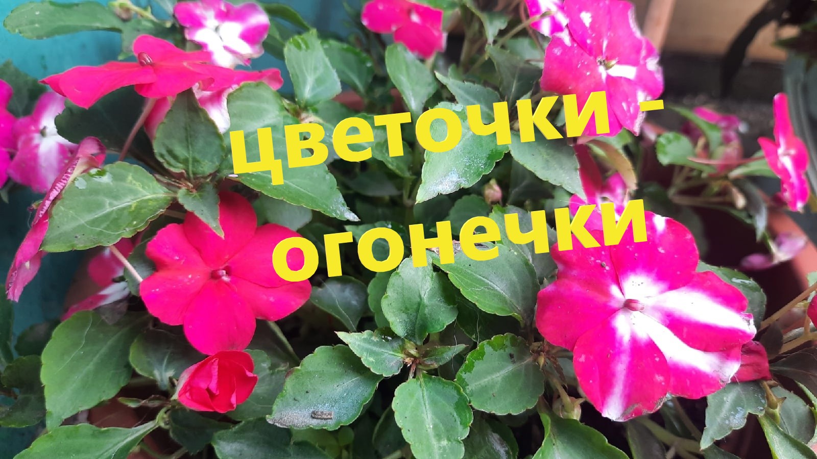 Этот цветок сажаю в тени, цветочки - огонечки. смотреть онлайн