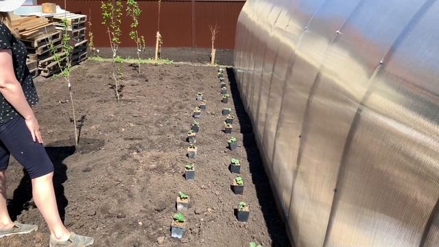 Клубника для начинающих Весенняя посадка РАЗНЫЕ СОРТА САД ОГОРОД смотреть онлайн