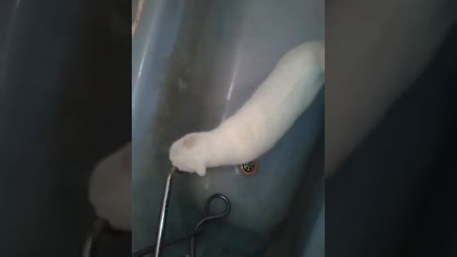 кот после похмелья смотреть онлайн