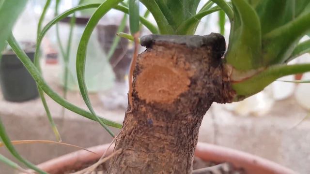 Beaucarnea ò Pata de elefante Reproduccion, Beaucarnea ò Elephant's foot Reproduction смотреть онлайн