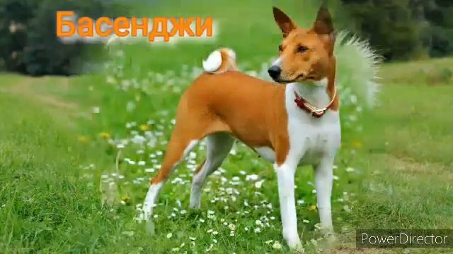 Кто ты из собак по ЗЗ? (3 ч) смотреть онлайн