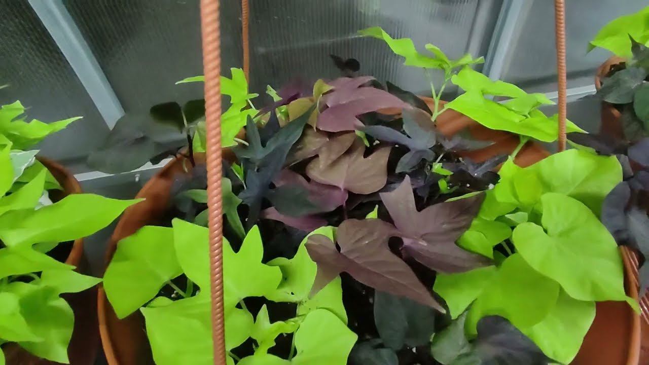 Посадила миксы. Супер ампеля для сада. Формирую кашпо с ипомеей батат и ампельным плектрантусом. смотреть онлайн