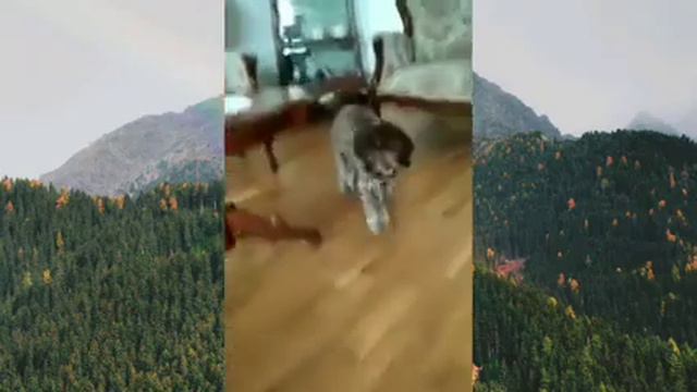 Лаготтодетки_Ada