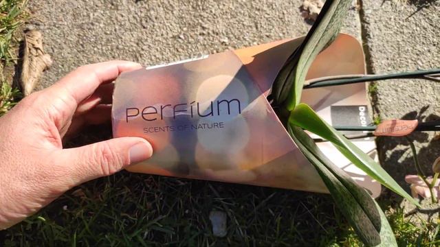 Thujen und Scheinzypresse Obi Super Angebot Hecken смотреть онлайн