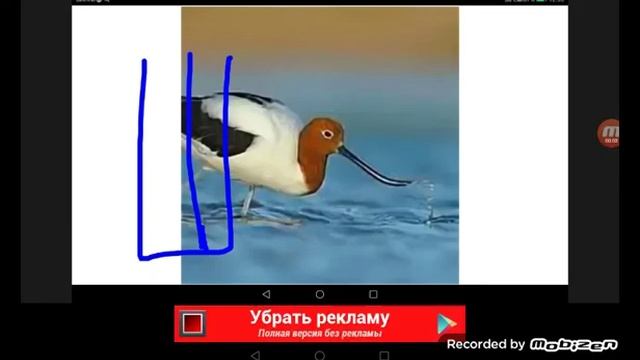 Буква Ш Шилоклювка Австралийская смотреть онлайн