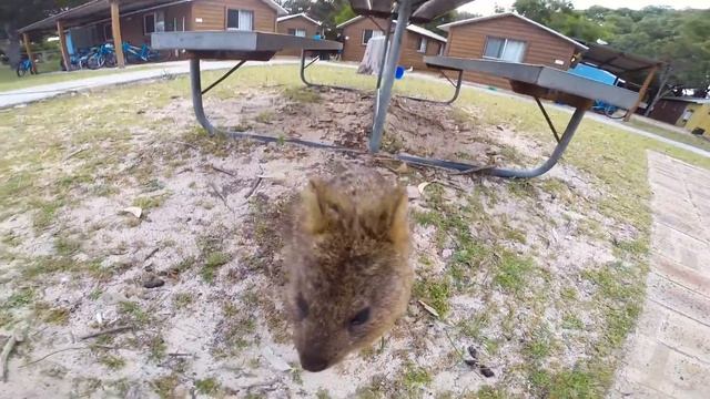 World Happiest Animal: Quokka on Rottnest Island Perth смотреть онлайн