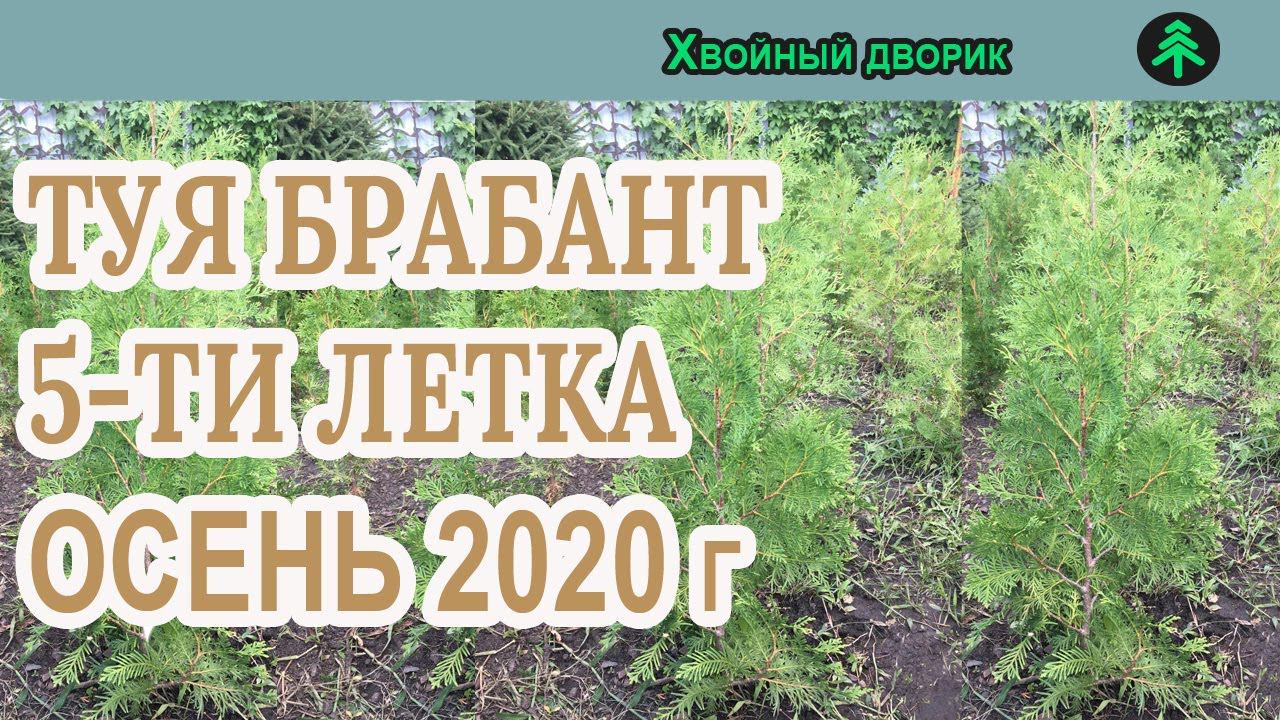 Туя западная Брабант 5-ти летка Сезон осень 2020 года (Обзор)питомник Хвойный дворик смотреть онлайн