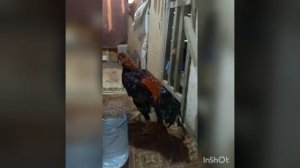 вакцинация от чумки ла-сота
