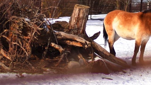 Helsinki zoo смотреть онлайн