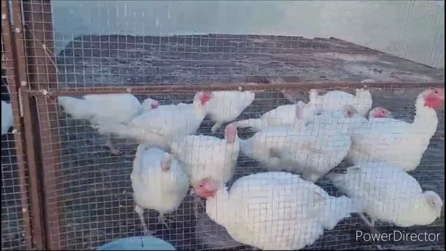 Моему СЧАСТЬЮ нет предела ? смотреть онлайн