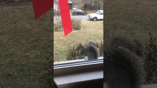 squirrel gaming смотреть онлайн